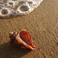 seashell on the sea
