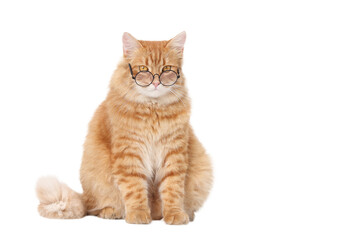 Orange cat wearing glasses. Ginger Cat sitting and looking directly at the camera. Close-up shot ideal for pet-themed products or advertising. Smart cat isolated on white. Domestic kitten.