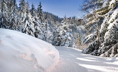 ski slope crossing a beautiful forest with firs covered with snow in tarentaise ski resort french alps