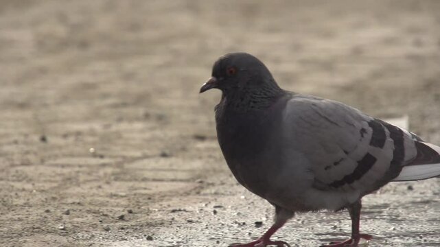 Pigeon dans la ville sale