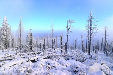 snow covered trees