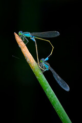 Blue-tailed damselfly (Ischnura elegans) mating - 