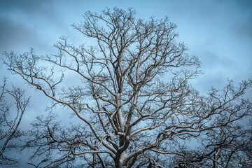 A tree with bare branches dusted with snow stands against a cloudy winter sky. The intricate patterns of the branches create a serene and natural composition.