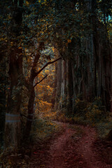 Fototapeta premium Down the Brown Wood