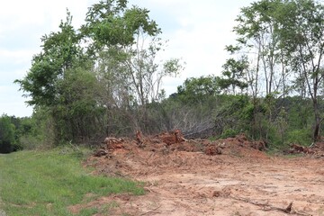 pine tree in the forest