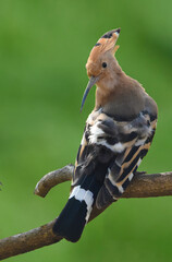 Hoopoe or Mohan Chura