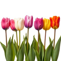 Obraz premium Bouquet of colorful tulips isolated on white background. Top view.
