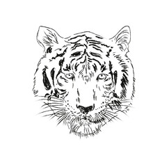 Tiger, hand drawings, sketch, vector