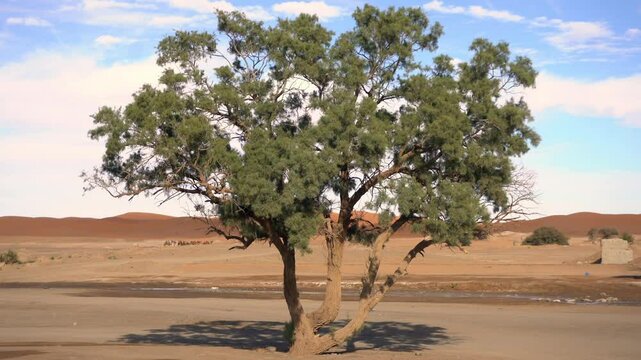 Tree grown in the desert among the sand dunes of the Sahara, drought and life in arid and hot environments with scarcity of water, 
oasis in  Morocco desert 