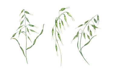Watercolor wild meadow oats illustration clip art. Three green spikelet of cereals grass with seeds, leaves. Floral elements for print, invitation design, postcards, bouquet decor