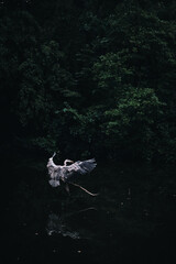 Reiher