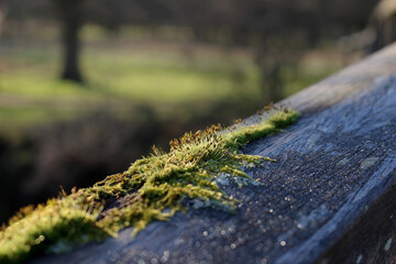 moss on the bridge