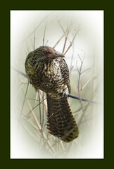 Female Cuckoo
