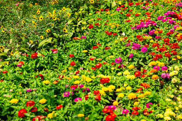 Close-up view showcasing the intricate details of a chrysanthemum's petals