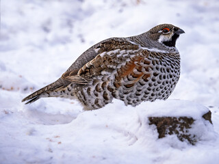 A male hazel grouse perching on the snow in the forest