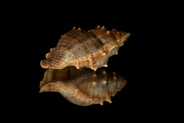 seashell isolated on black