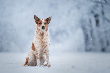 dog in snow