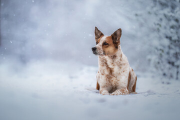 dog in snow