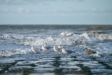 seagulls on the beach