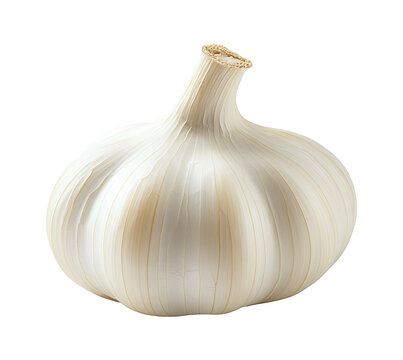 Fresh white garlic head against a transparent background, garlic png image