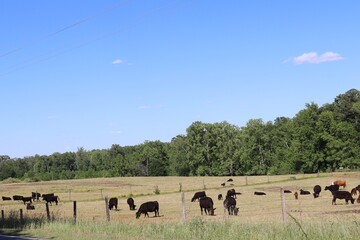 herd of cows