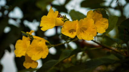 Beautiful blooming yellow flowers of (Yellow elder) or Trumpetbush, Trumpet flower, or urai flower, is the national flower of the Bahamas