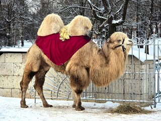 Camel in winter