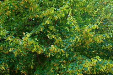 Blossoming linden. Linden background. Green background. Selective focus.