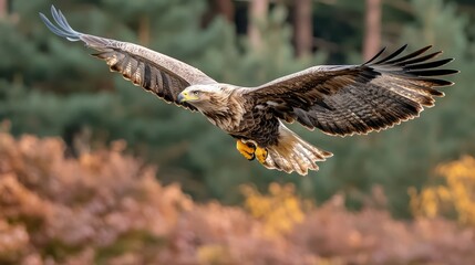 Fototapeta premium Majestic eagle in flight over autumnal landscape.