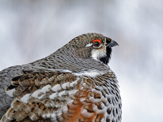 Close-up portrait of a male hazel grouse
