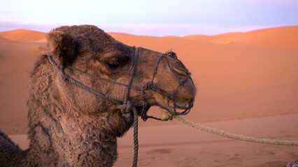 Africa, Morocco, Merzouga 
tourists visit and take an adventurous trip to the Sahara desert with a...