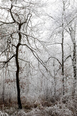 Winter landscape background