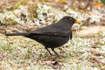 robin on the grass