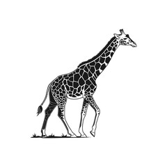 Fototapeta premium Giraffe isolated vector 