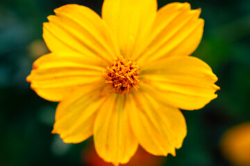 Beautiful cosmos flowers blooming in garden
