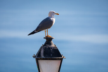 In the historic centre of Altea