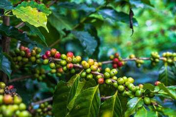 Close up fresh coffee cherries on tree in coffee plantations