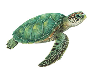 Obraz premium turtle pet animal isolated on white