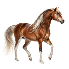 Obraz premium horse , pet animal isolated on white background