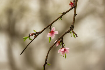Beautiful Pink Peach Blossoms in a Garden