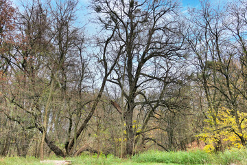 Poznań, Cybina Valley, protected nature area, area around the river in autumn with beautiful trees and lush vegetation