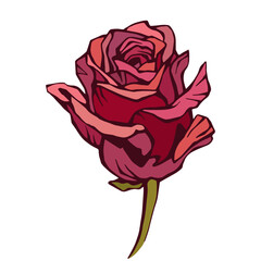Rose flower, red rose isolated