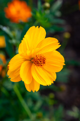 Beautiful cosmos flowers blooming in garden