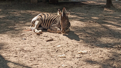 Obraz premium Zebra resting on sandy ground, showcasing its distinctive stripes and calm demeanor