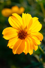 Beautiful cosmos flowers blooming in garden