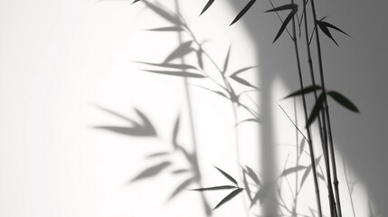 Obraz premium Bamboo plant casting shadow on white wall creates tranquil atmosphere