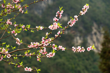 Beautiful Pink Peach Blossoms in a Garden
