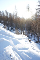 winter forest in the mountains