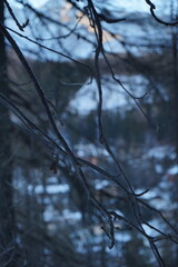 trees in the snow