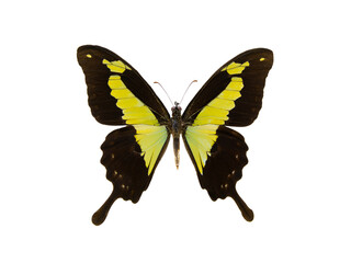 butterfly papilio phorcas isolated on white background